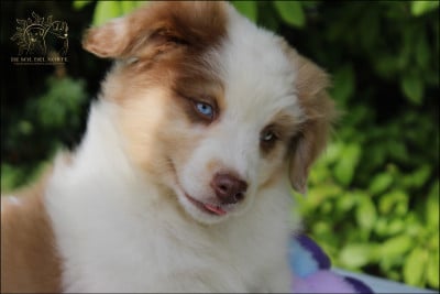 Les chiots de Berger Australien