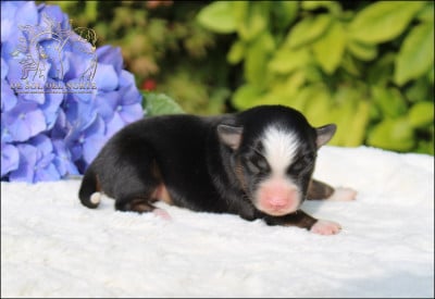 Les chiots de Berger Américain Miniature 