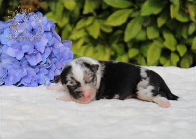 Les chiots de Berger Américain Miniature 