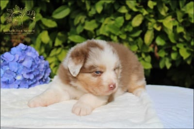 Chiot N°2 - Berger Australien