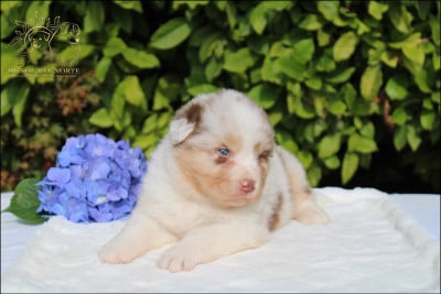 Chiot N°3 - Berger Australien