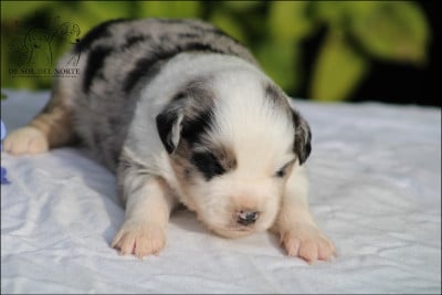 Les chiots de Berger Américain Miniature 