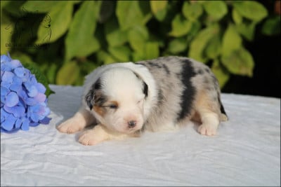 Les chiots de Berger Américain Miniature 