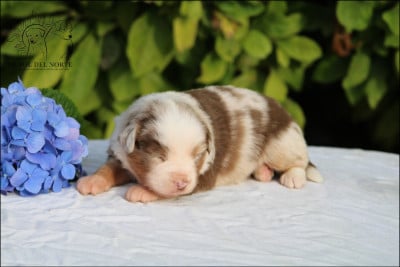 Les chiots de Berger Américain Miniature 
