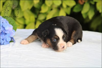 Les chiots de Berger Américain Miniature 