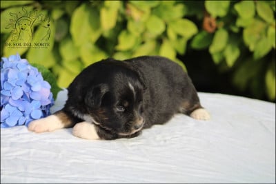 Les chiots de Berger Américain Miniature 
