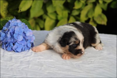 Les chiots de Berger Américain Miniature 