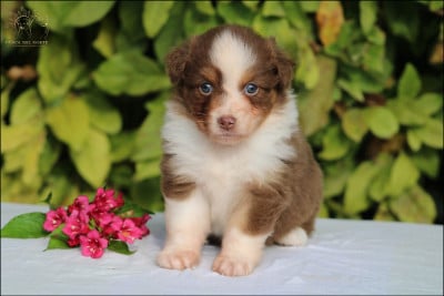 Les chiots de Berger Australien