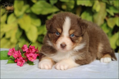 Les chiots de Berger Australien