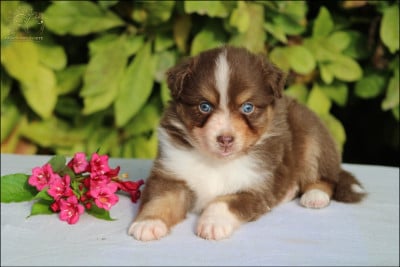 Les chiots de Berger Australien