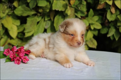 Les chiots de Berger Australien