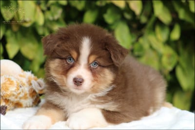 Les chiots de Berger Australien