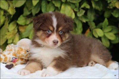 Les chiots de Berger Australien