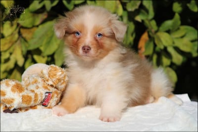 Les chiots de Berger Australien