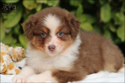 Les chiots de Berger Australien