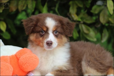 Les chiots de Berger Australien