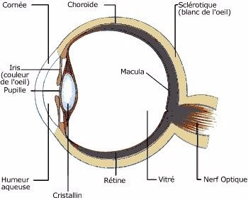 HSF4-A - Cataracte Héréditaire