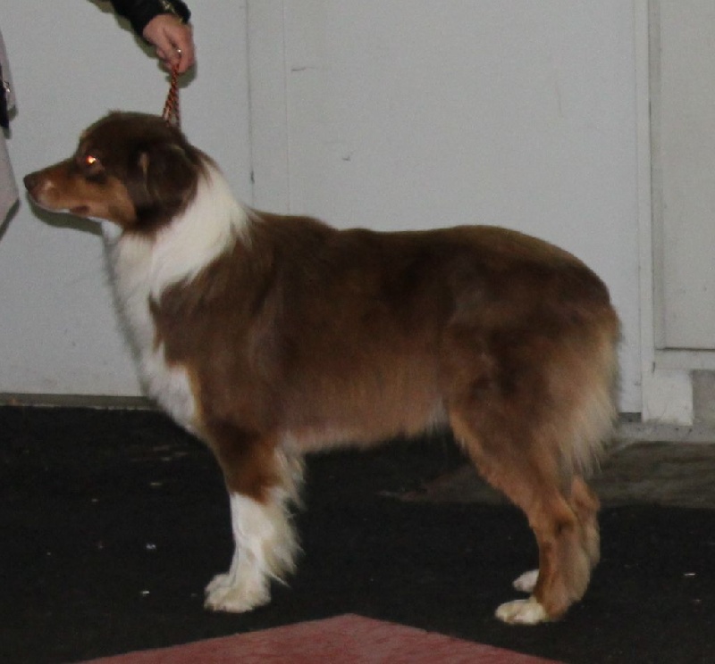 Iliona Du Tipi Farfelu - 4ème Excellent