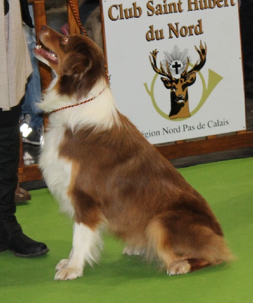 Iliona Du Tipi Farfelu - Très bon