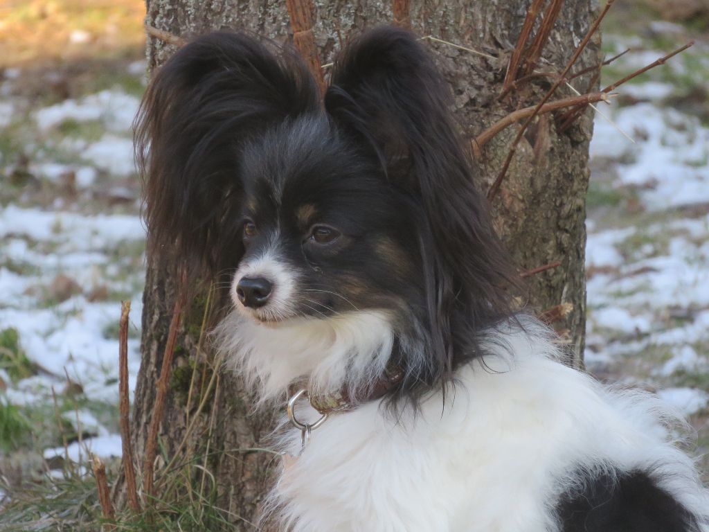 Isaure Des Douces Alsace