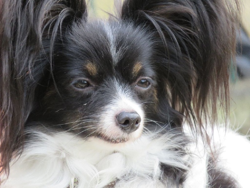 Isaure Des Douces Alsace