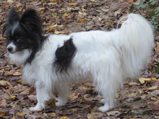 Isaure Des Douces Alsace