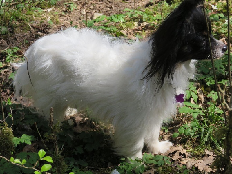 Isaure Des Douces Alsace