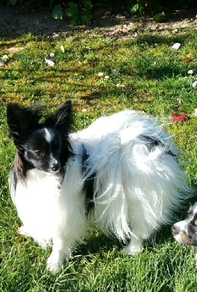 Photo Elevage Des Farfadets D Emifern Eleveur De Chiens Epagneul Nain Continental Papillon Photo Elevage Des Farfadets D Emifern Eleveur De Chiens Epagneul Nain Continental Papillon