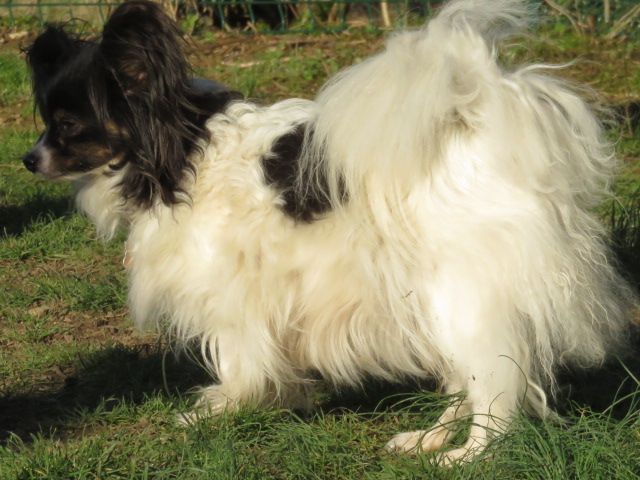 Isaure Des Douces Alsace