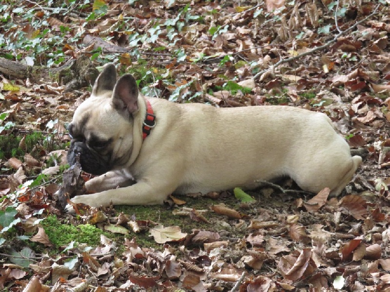 Loulotte The Story Of My Life