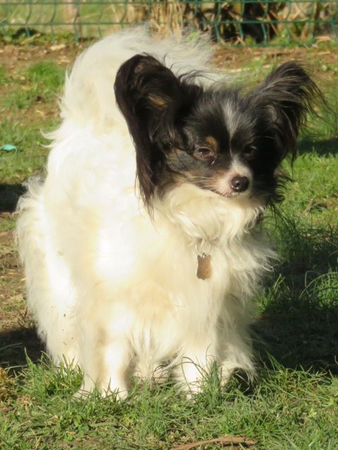 Isaure Des Douces Alsace