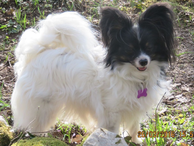 Isaure Des Douces Alsace