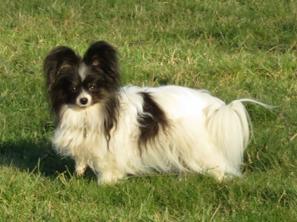 Isaure Des Douces Alsace