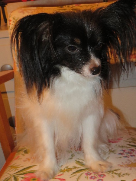 Isaure Des Douces Alsace