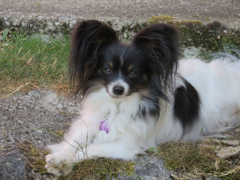 Isaure Des Douces Alsace