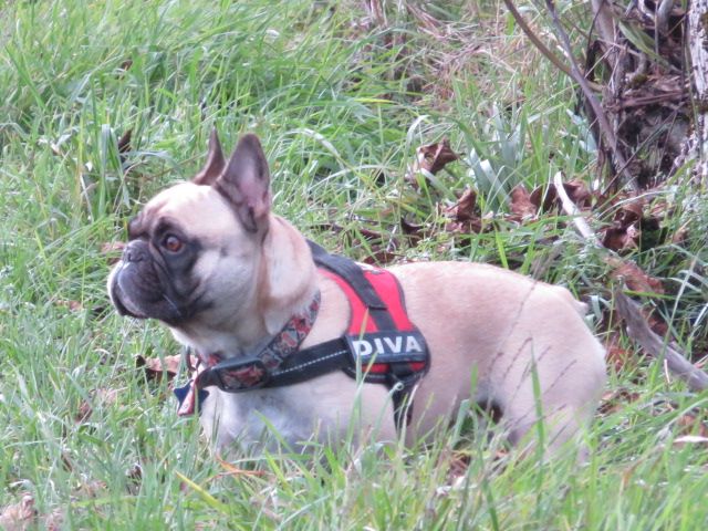 Loulotte The Story Of My Life