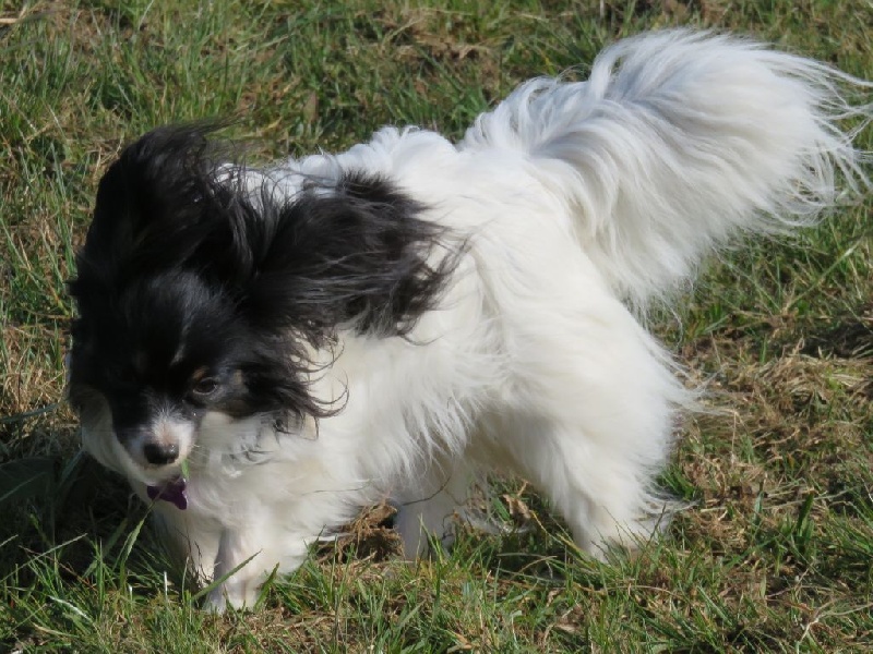 Isaure Des Douces Alsace