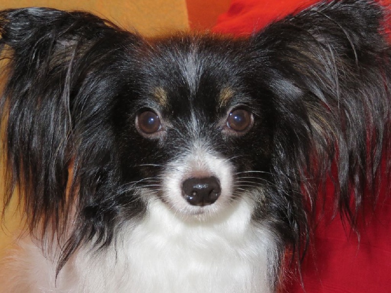 Isaure Des Douces Alsace