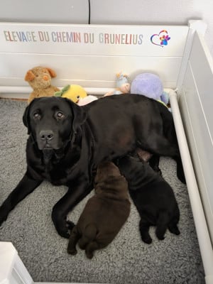 Chiot N°3 - Labrador Retriever