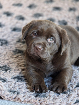 Les chiots de Labrador Retriever