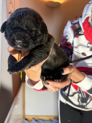 Les chiots de Leonberger