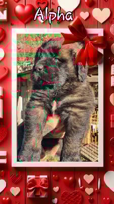 Les chiots de Leonberger