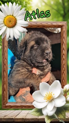 Les chiots de Leonberger