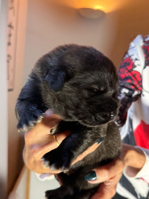 Les chiots de Leonberger