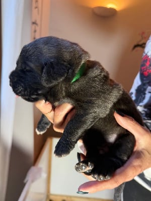 Les chiots de Leonberger