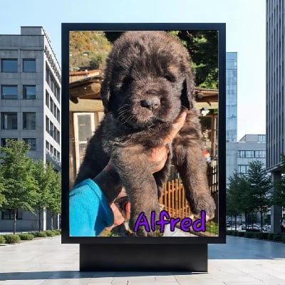 Les chiots de Leonberger