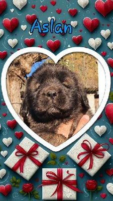 Les chiots de Leonberger