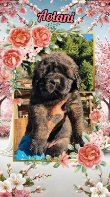 Les chiots de Leonberger