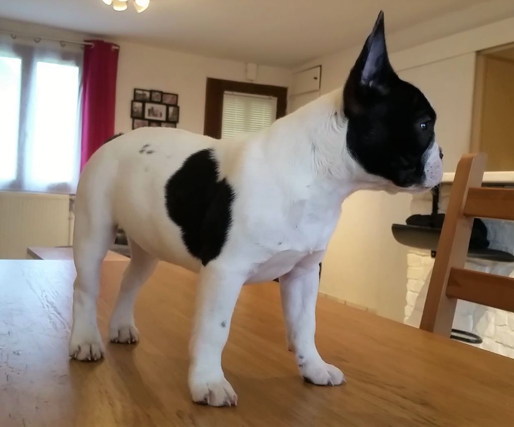 Publication : Des Terres D'Eden Auteur : Karen Pilleron