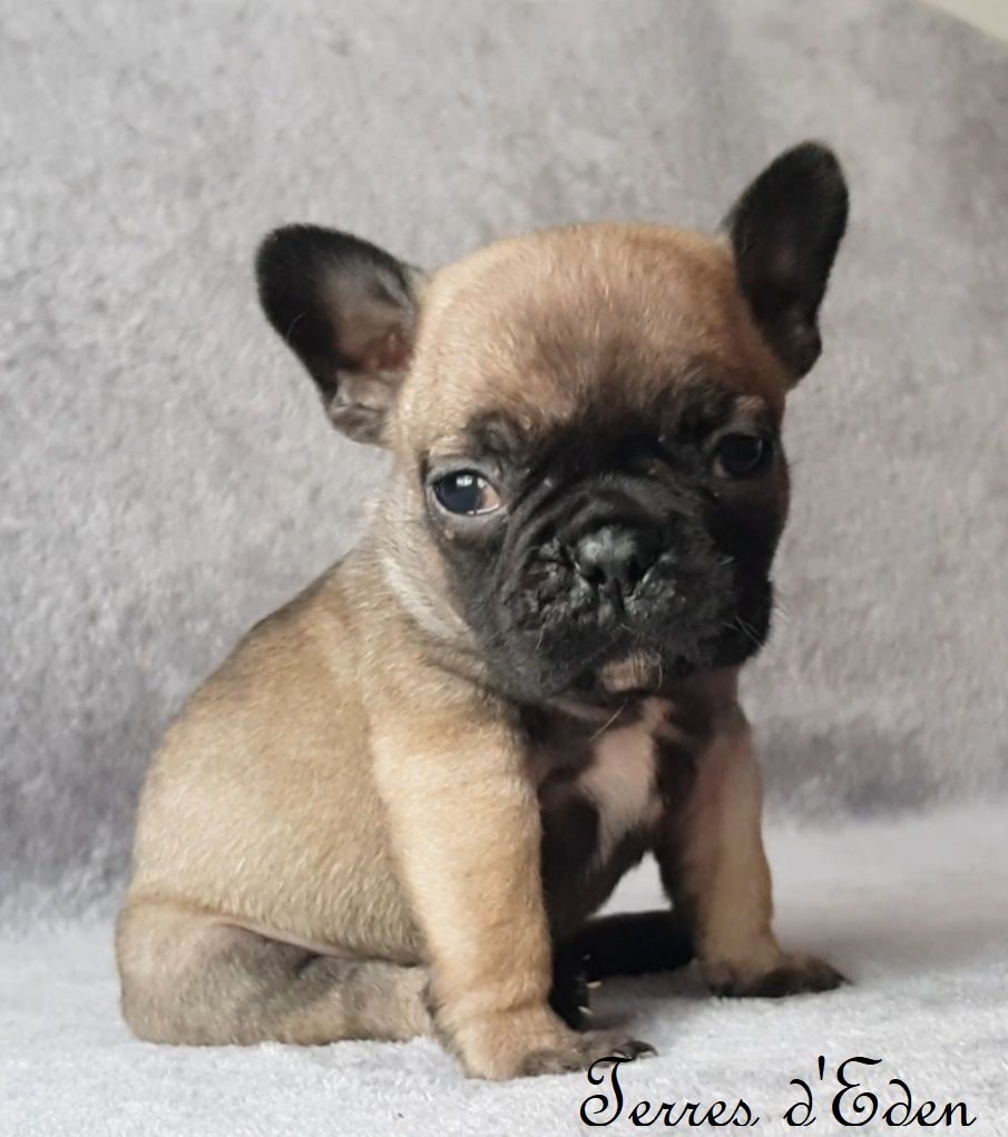 Chiot Bouledogue français, PETITANGE, femelle disponible